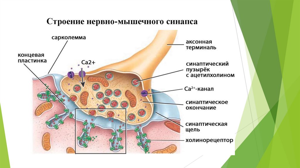 Строение нервно-мышечного синапса