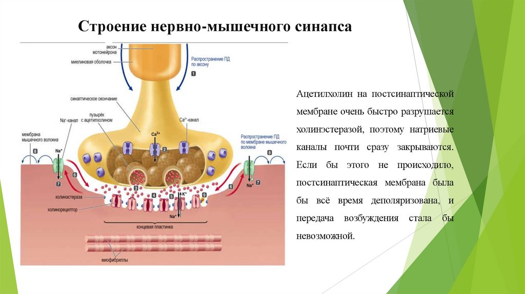 Строение нервно-мышечного синапса