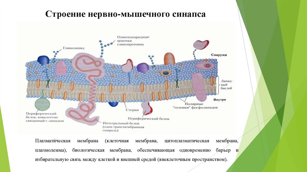 Строение нервно-мышечного синапса