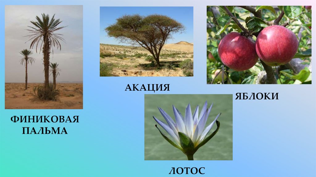 финиковая пальма