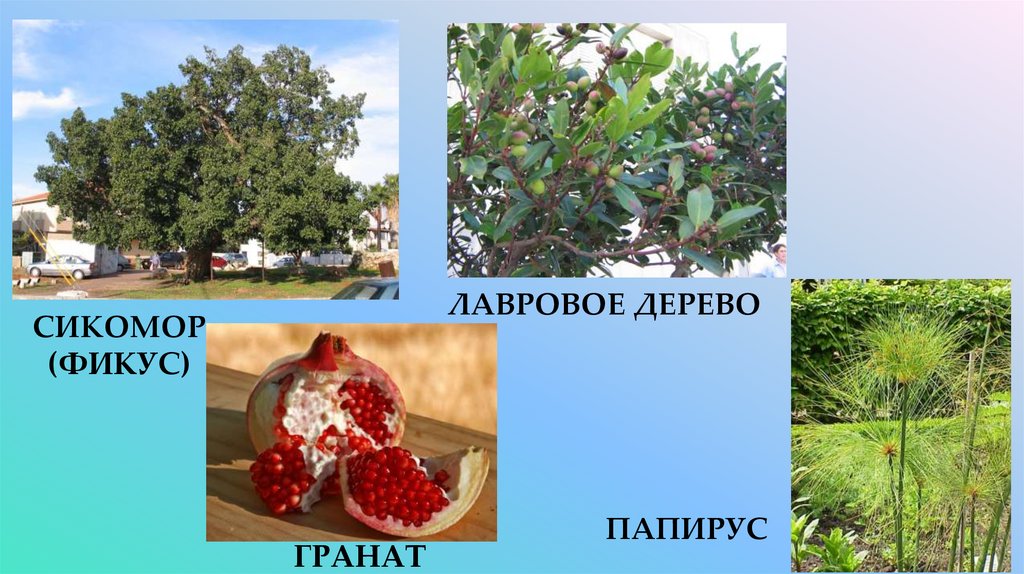 сикомор (фикус)