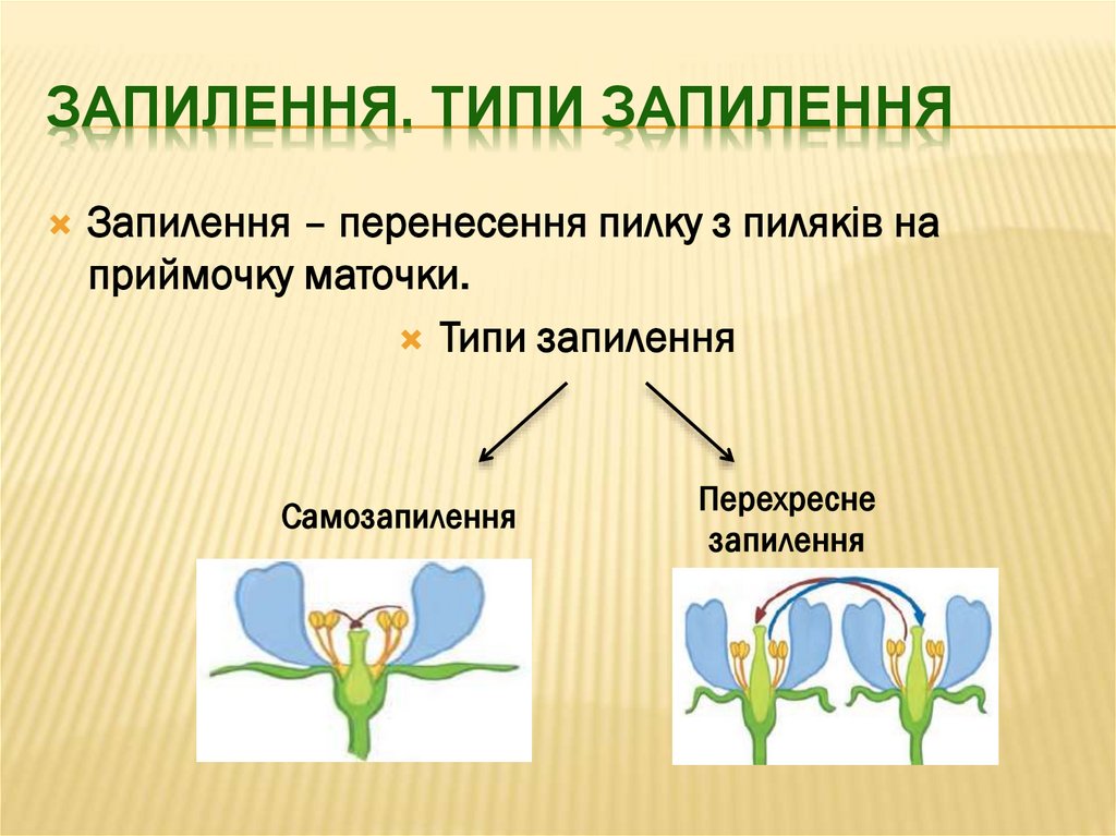 Запилення. Типи запилення