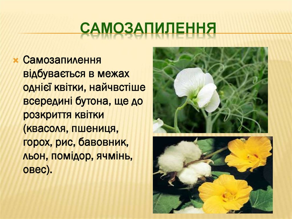 самозапилення