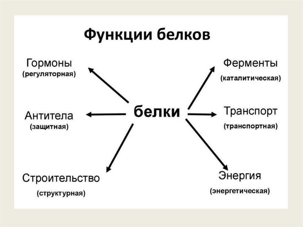 Функции белков