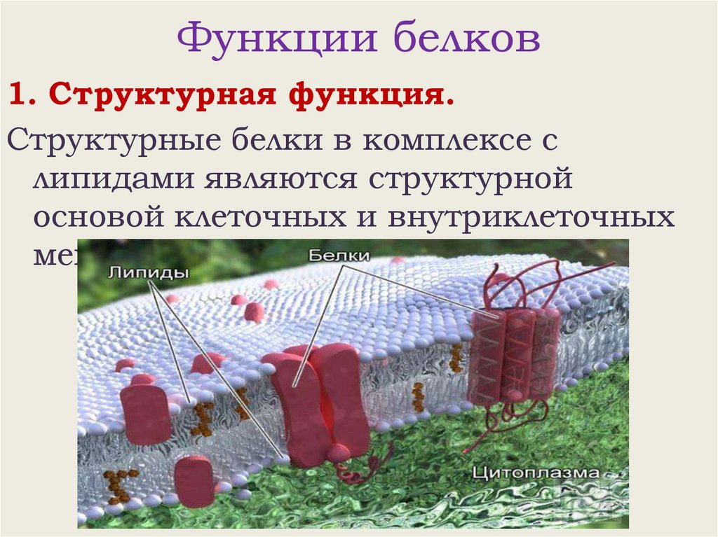 Функции белков