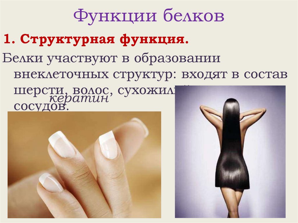 Функции белков