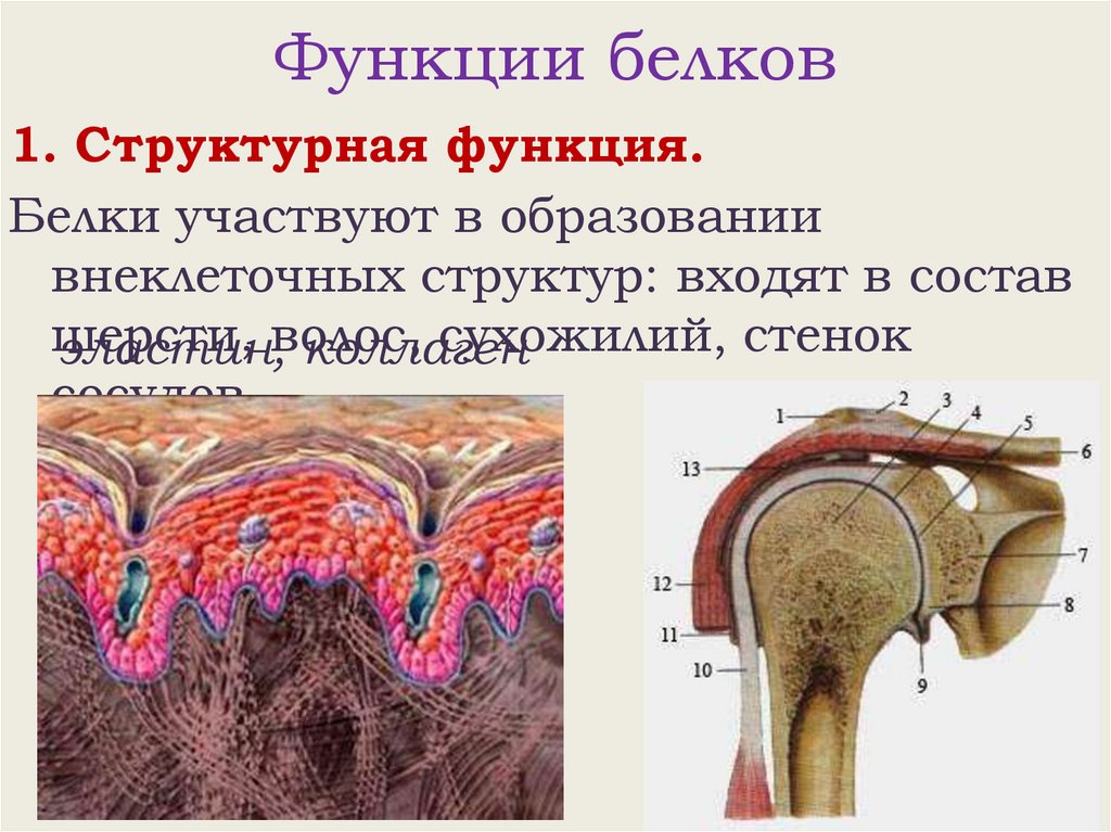 Функции белков