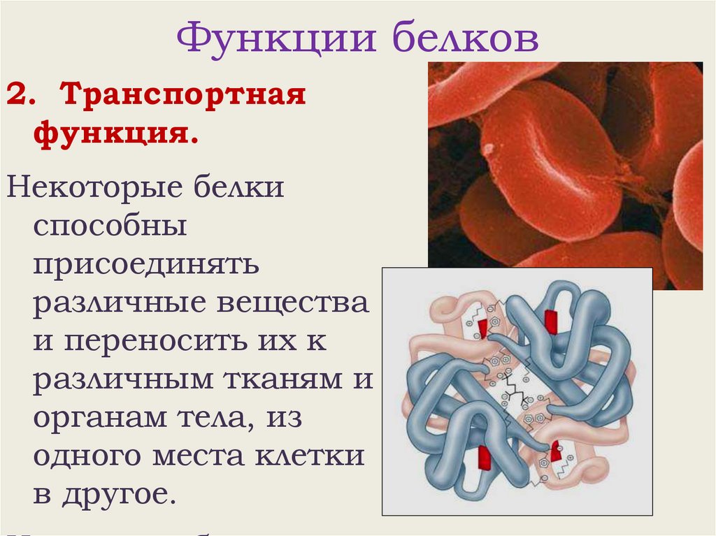 Функции белков