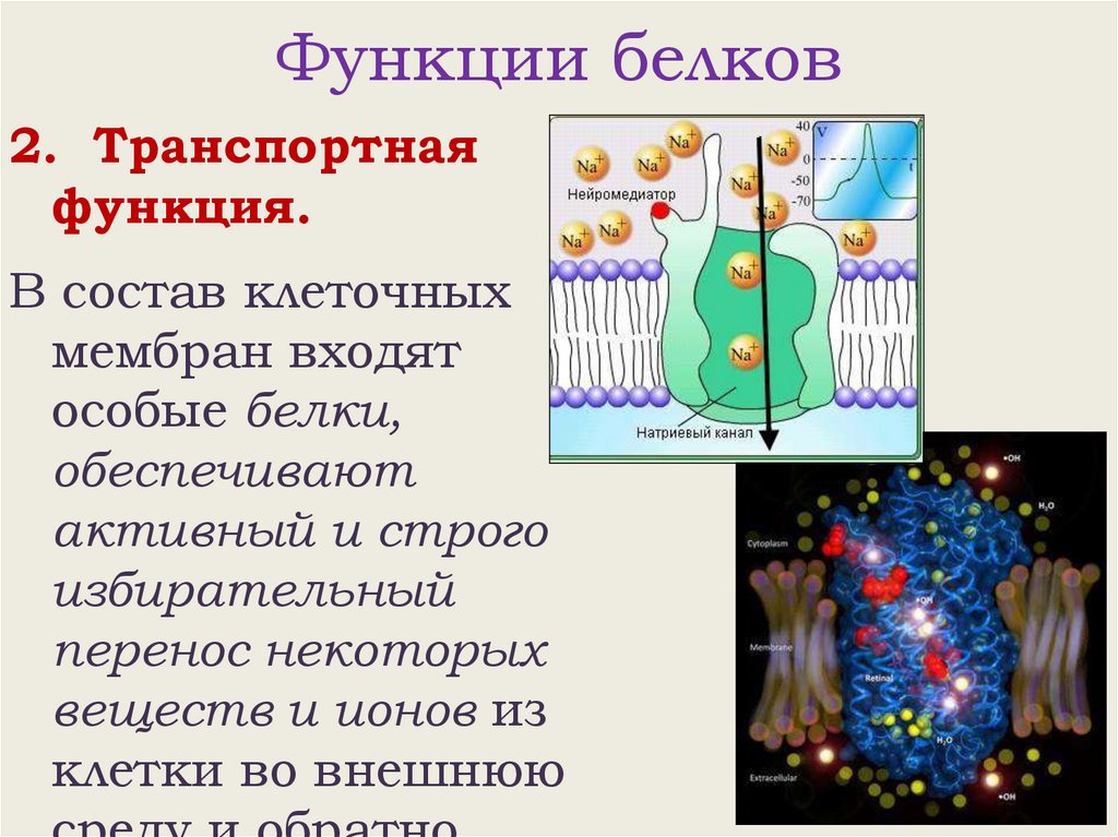 Функции белков