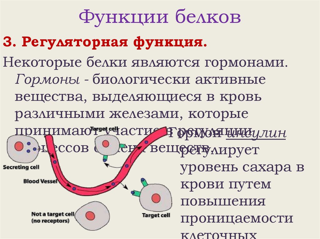 Функции белков