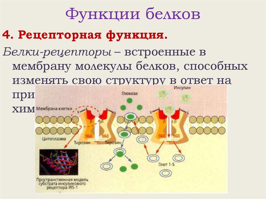 Функции белков