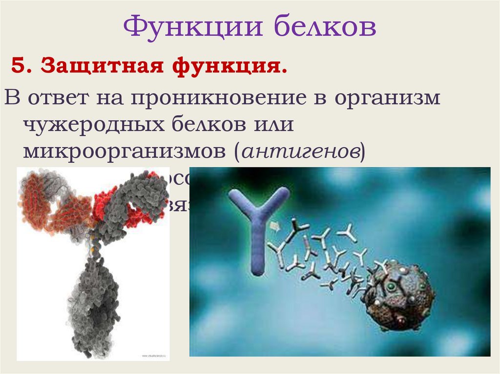 Функции белков