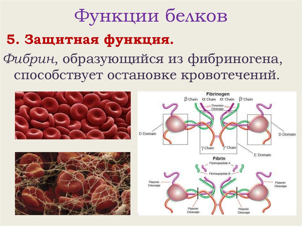 Функции белков