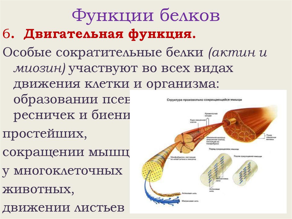 Функции белков