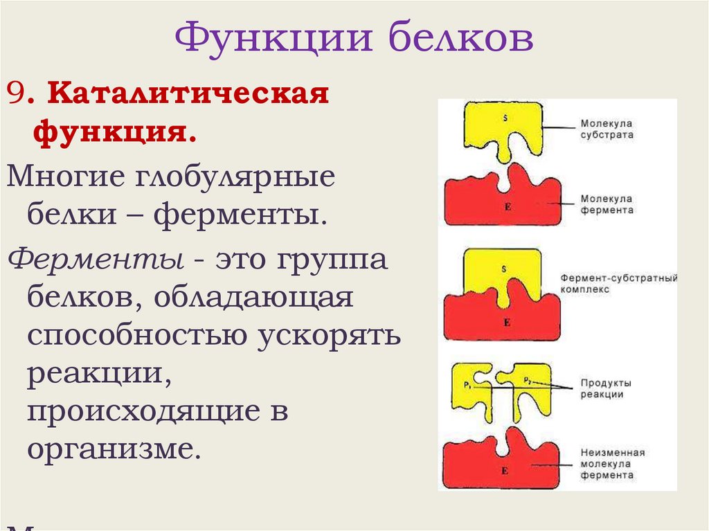 Функции белков