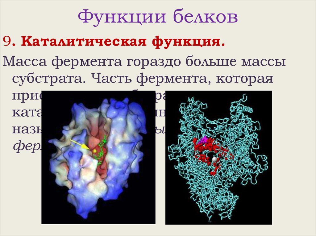 Функции белков