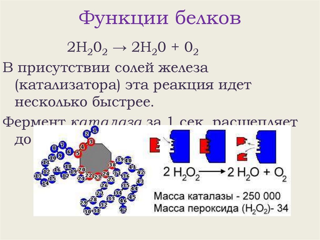 Функции белков