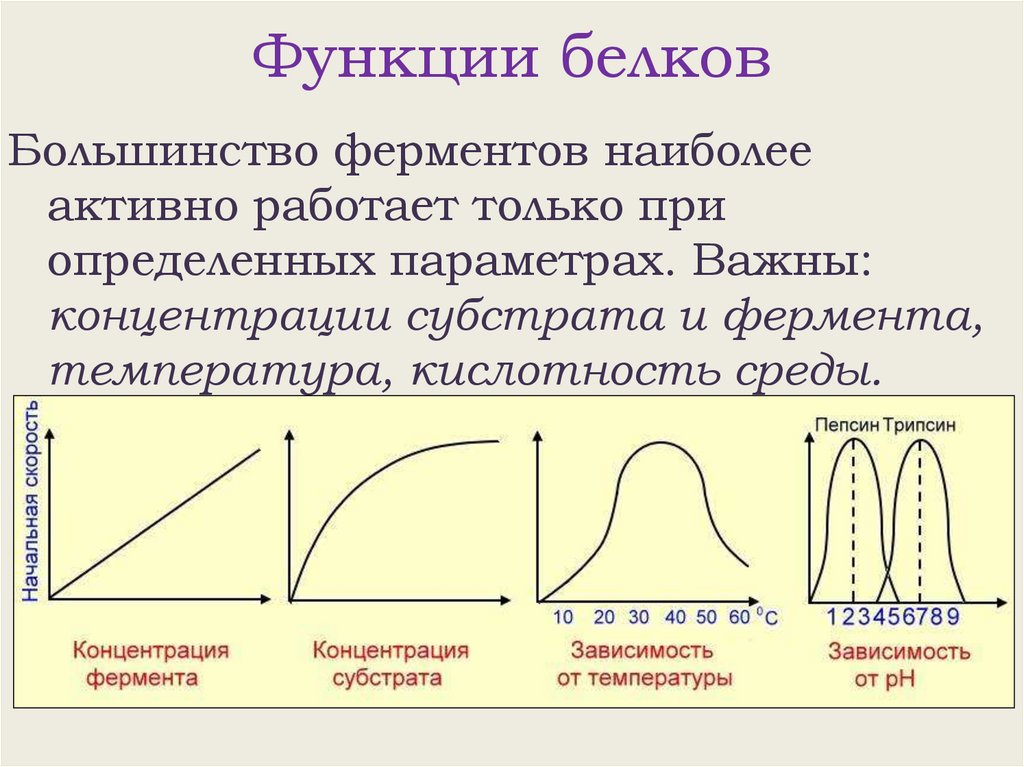 Функции белков