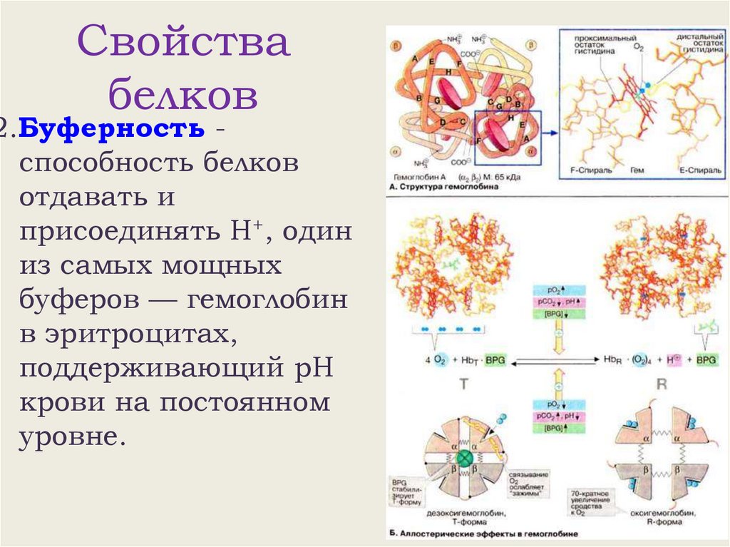 Свойства белков