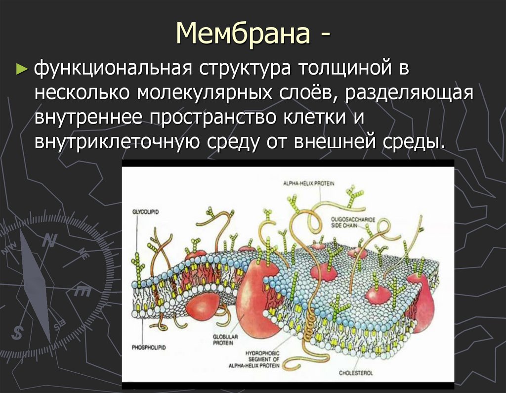 Коэффициент диффузии