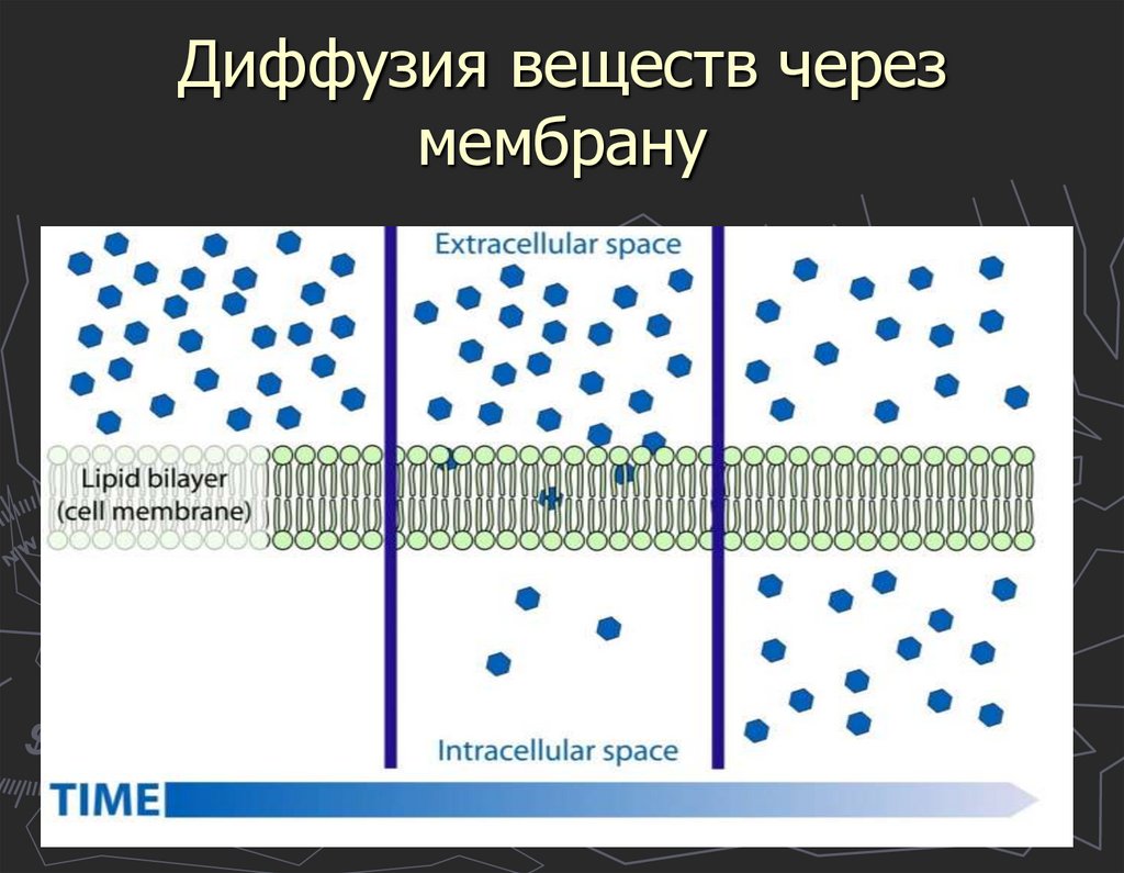 Уравнение диффузии для мембраны