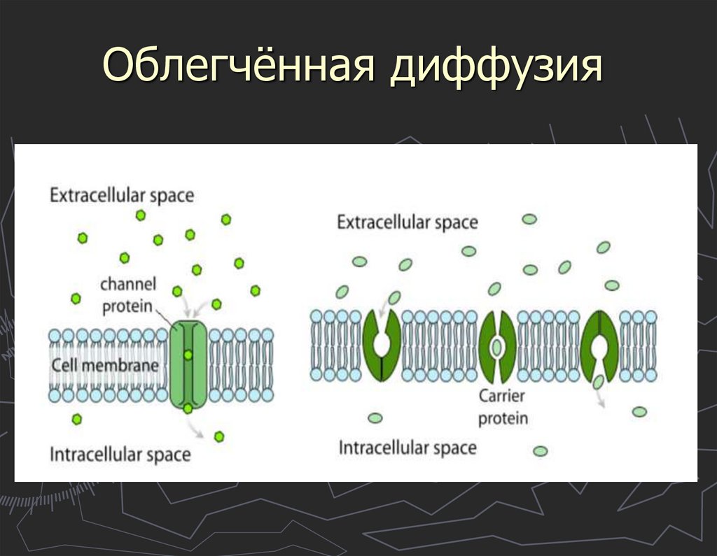 Диффузия веществ через мембрану
