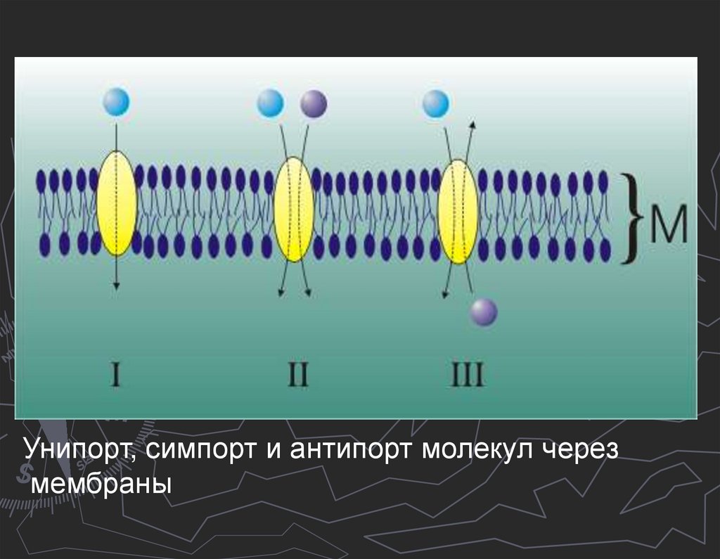 Уравнение Нерста-Планка