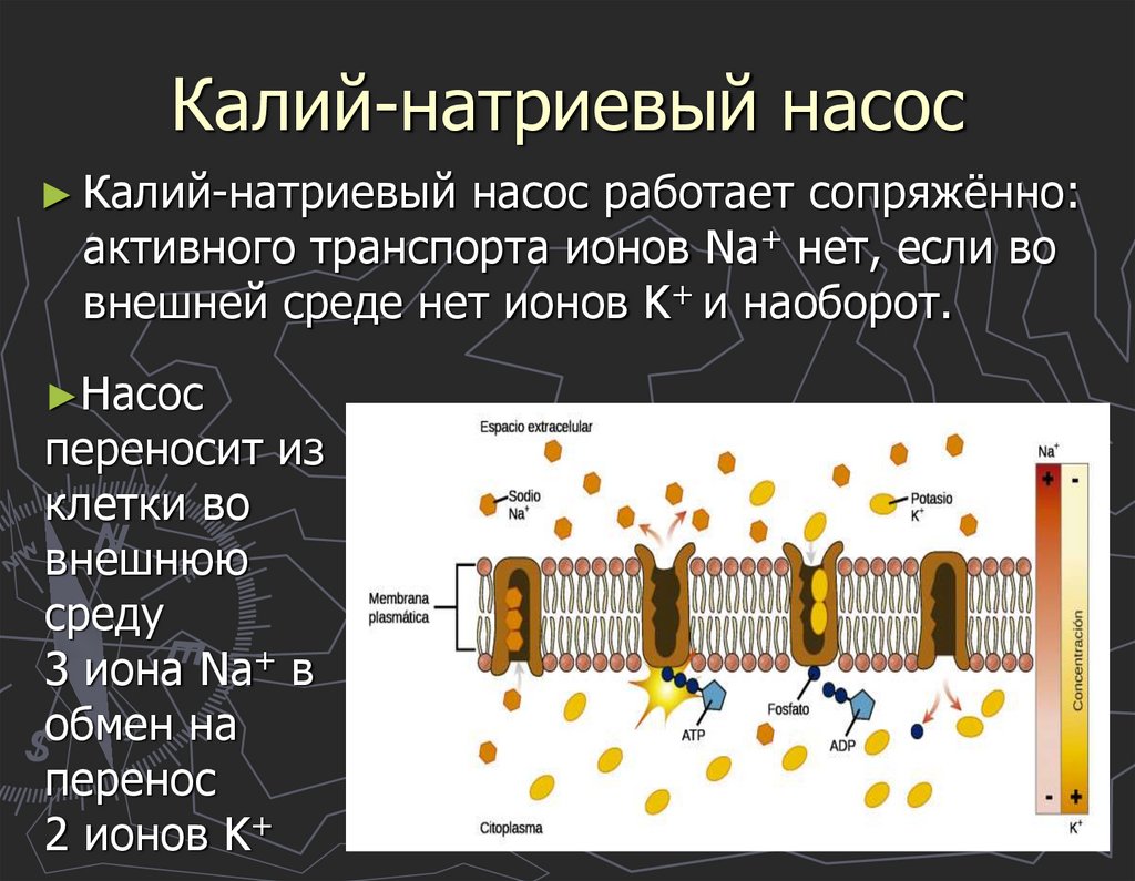 Активный транспорт -