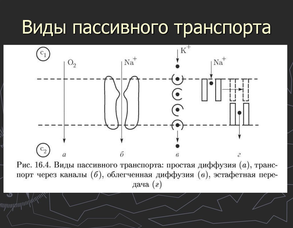 Калий-натриевый насос