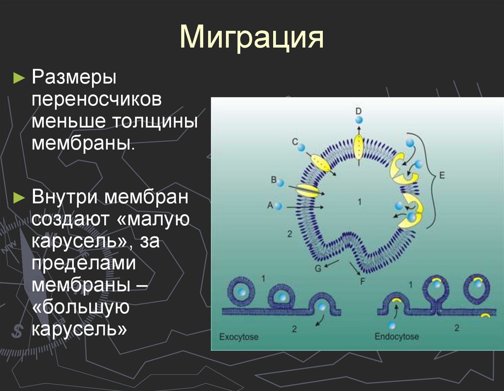 Калий-натриевый насос