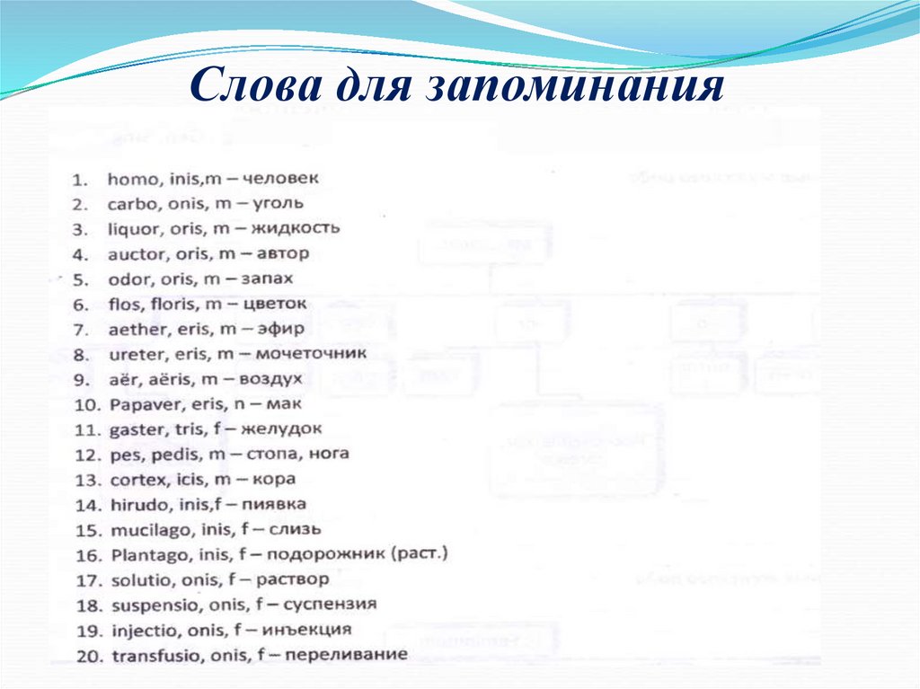 Слова для запоминания