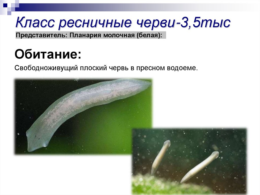 Класс ресничные черви-3,5тыс