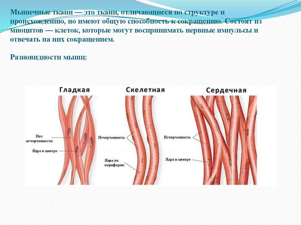 Мышечные ткани — это ткани, отличающиеся по структуре и происхождению, но имеют общую способность к сокращению. Состоят из