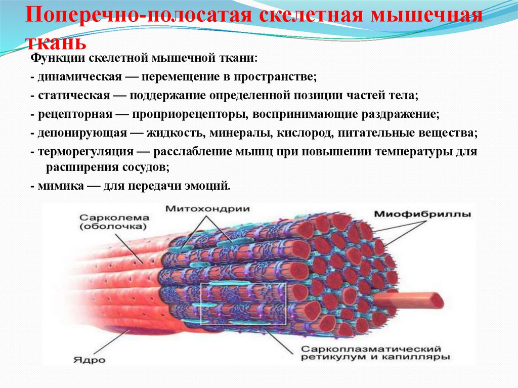 Поперечно-полосатая скелетная мышечная ткань