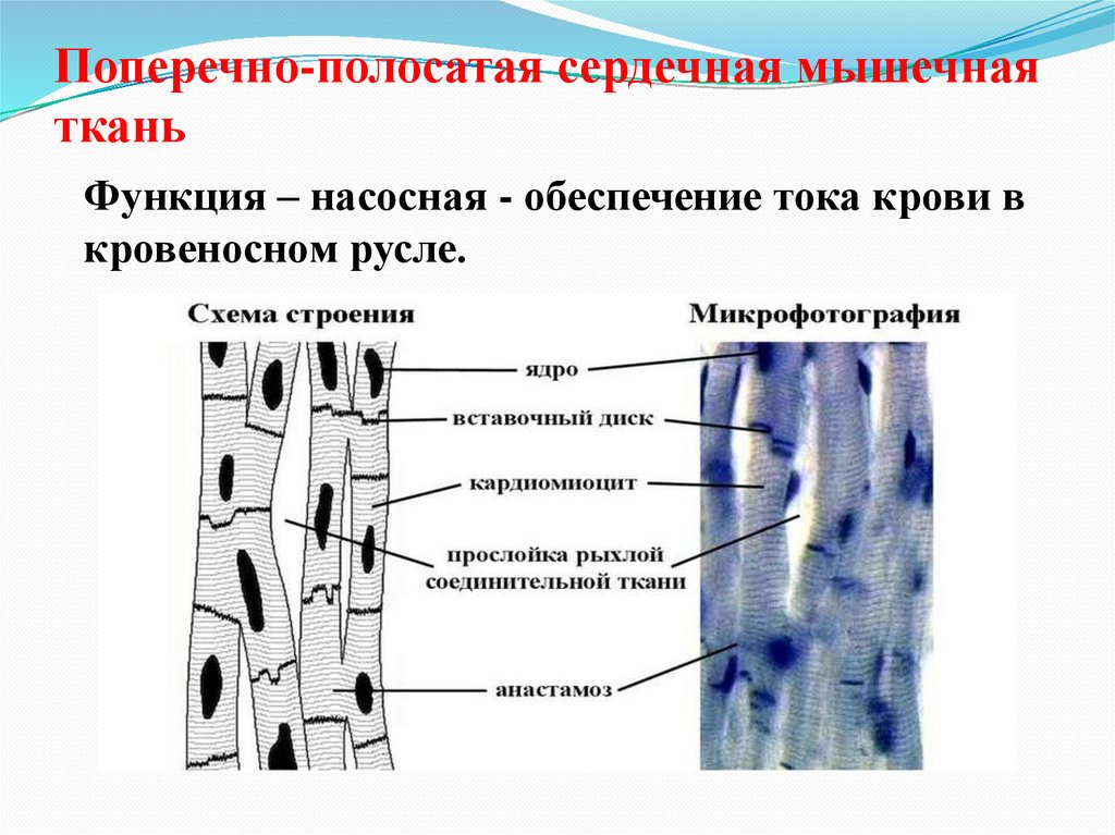 Поперечно-полосатая сердечная мышечная ткань
