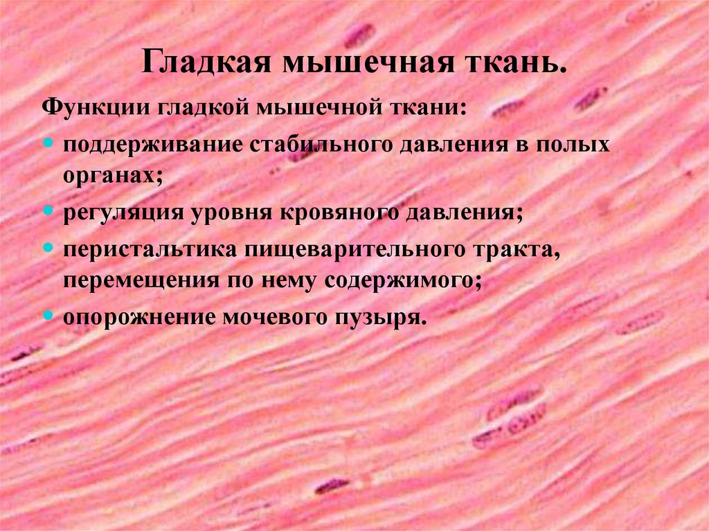 Гладкая мышечная ткань.