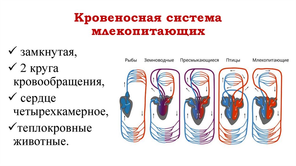 Кровеносная система млекопитающих