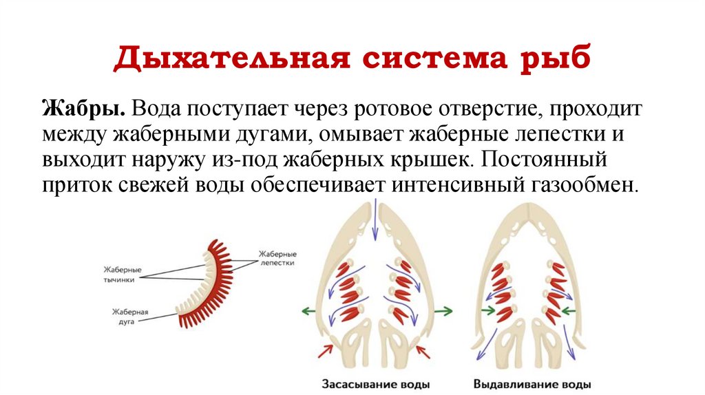 Дыхательная система рыб