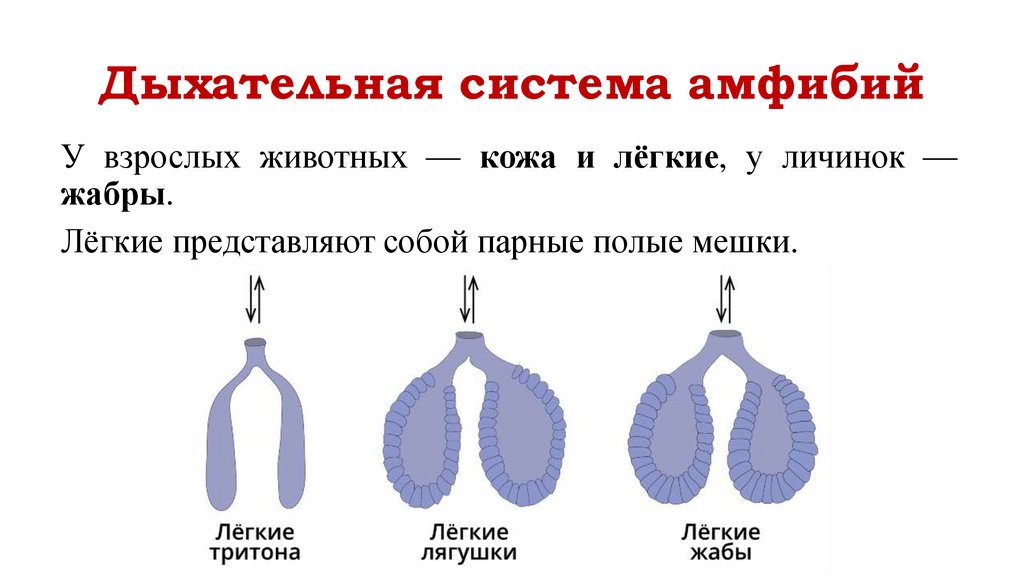Дыхательная система амфибий
