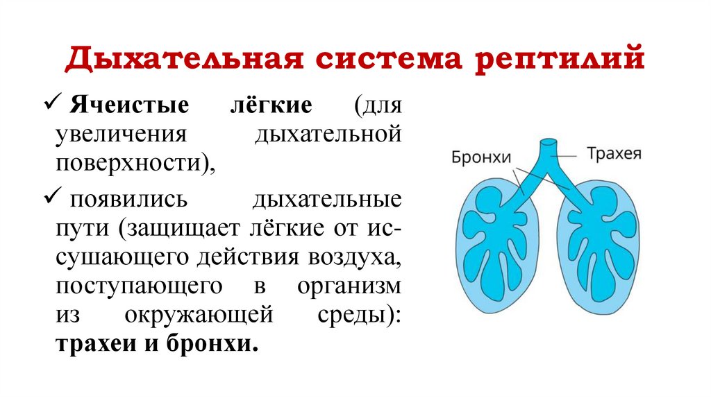 Дыхательная система рептилий