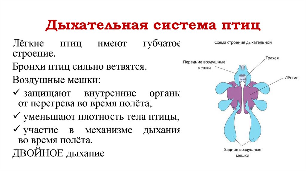 Дыхательная система птиц