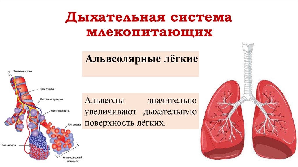 Дыхательная система млекопитающих