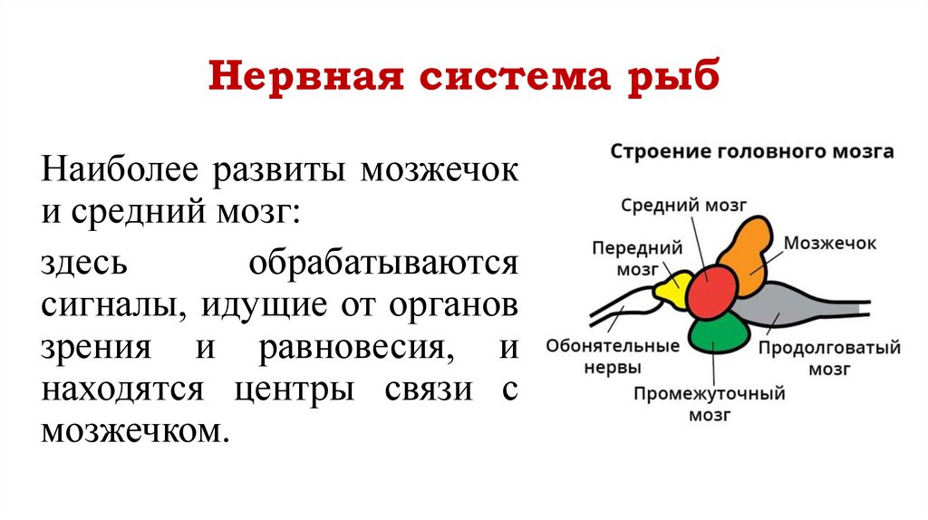 Нервная система рыб