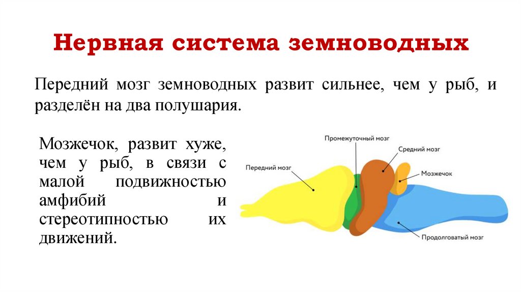 Нервная система земноводных
