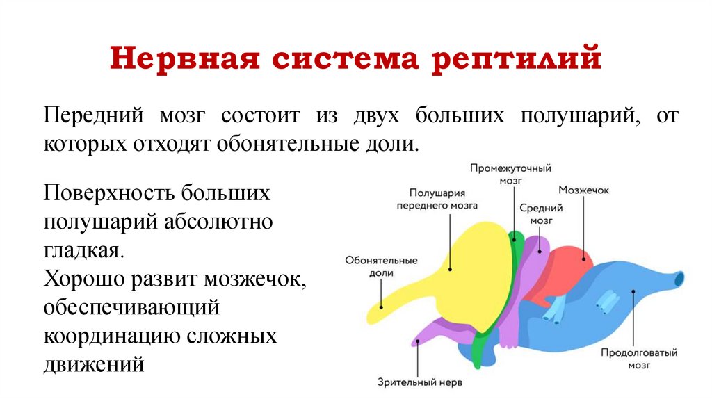 Нервная система рептилий