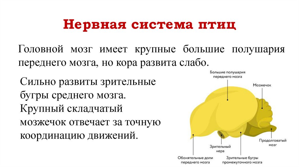 Нервная система птиц