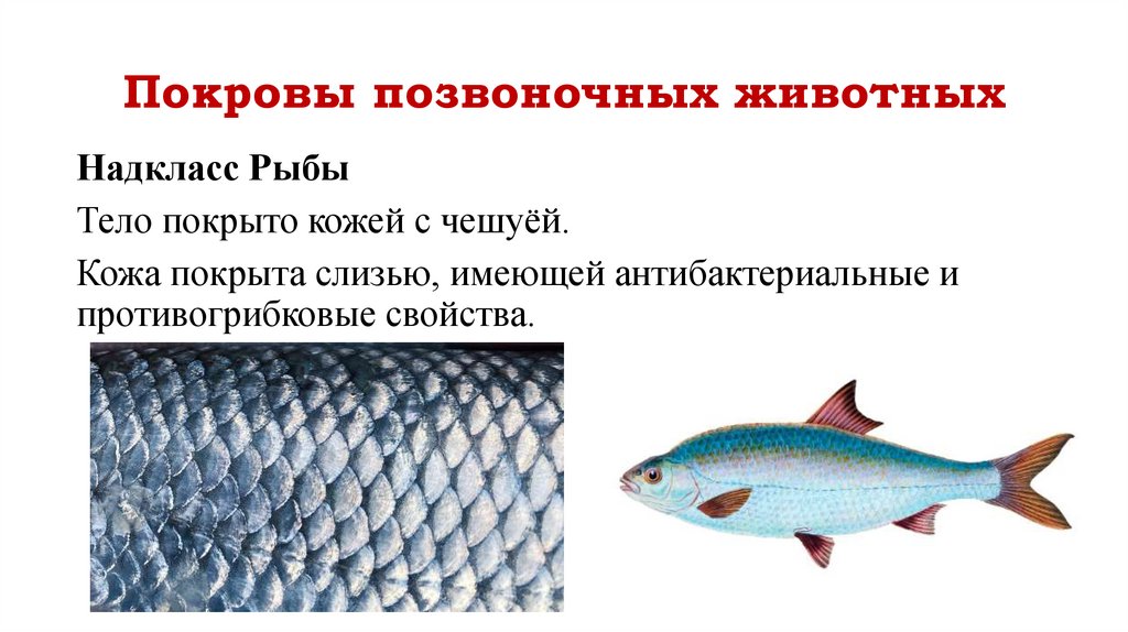 Покровы позвоночных животных