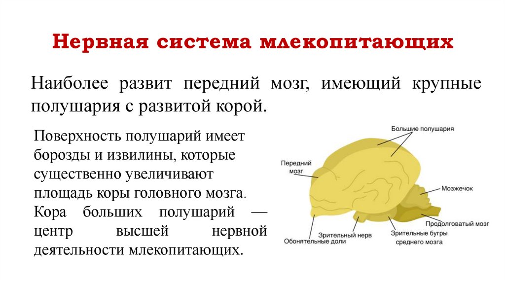 Нервная система млекопитающих