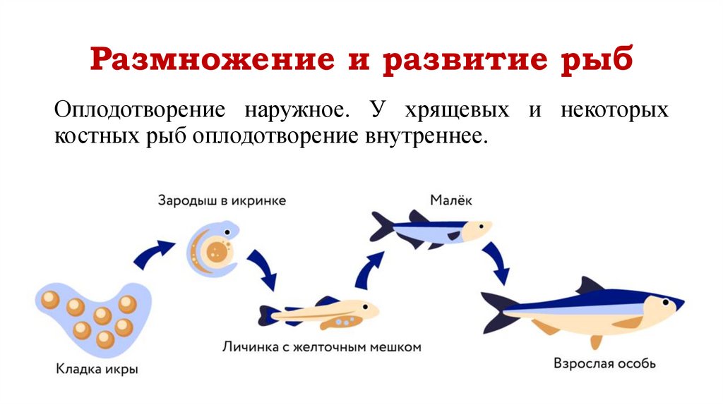 Размножение и развитие рыб