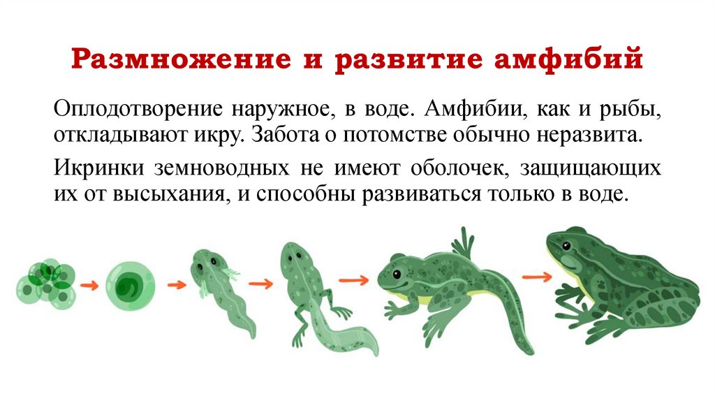 Размножение и развитие амфибий